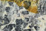 Proterozoic Age Columnar Stromatolite (Asperia) Slab - Australia #96287-1